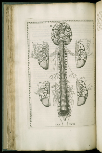 anatomia cervello