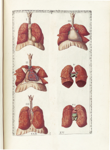 tavola anatomica dei polmoni